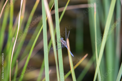Blue dragonfly resting on green reeds by water