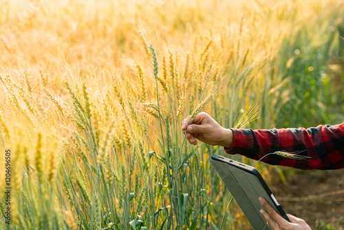 Obraz na plátně Development of picture tablet analysis data in barley breeding farms smart farming Innovative agricultural concepts