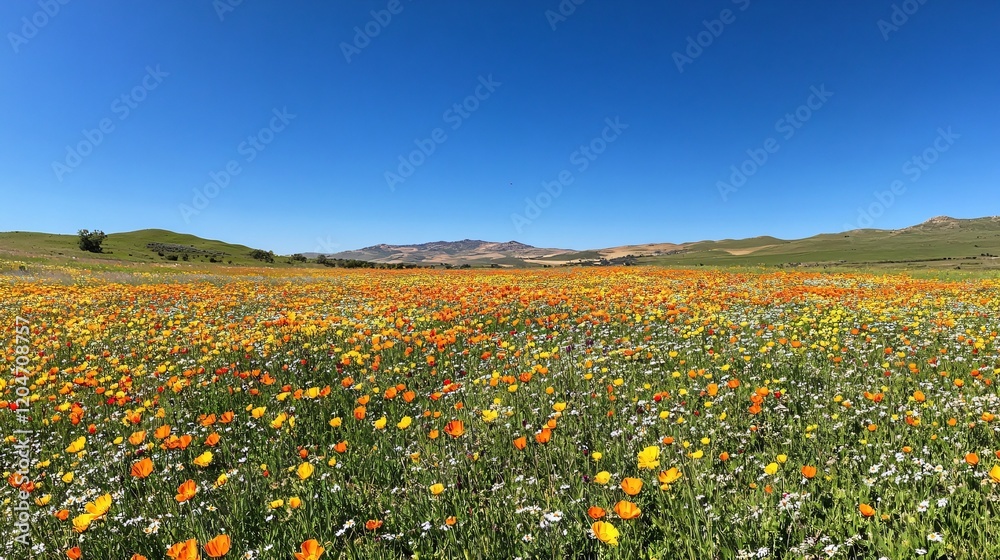 Fototapeta premium Spring Meadow with Wildflowers