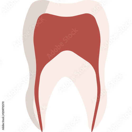 human tooth anatomy