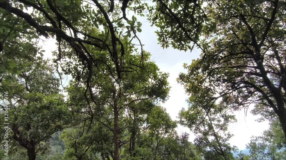 Trees, branches, dry grass and flowers on the top of a high mountain Trees, branches, dry grass and flowers on the top of a high mountain