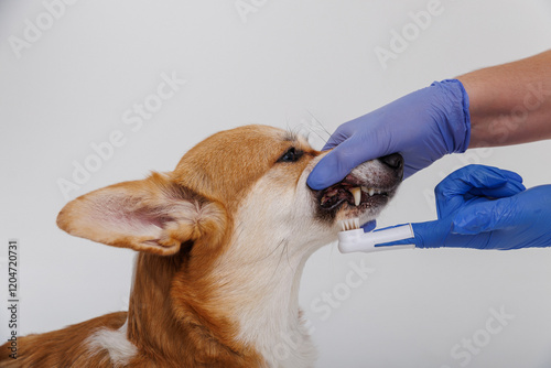 Corgi dog getting its teeth brushed by a person in blue gloves, dental care for pets