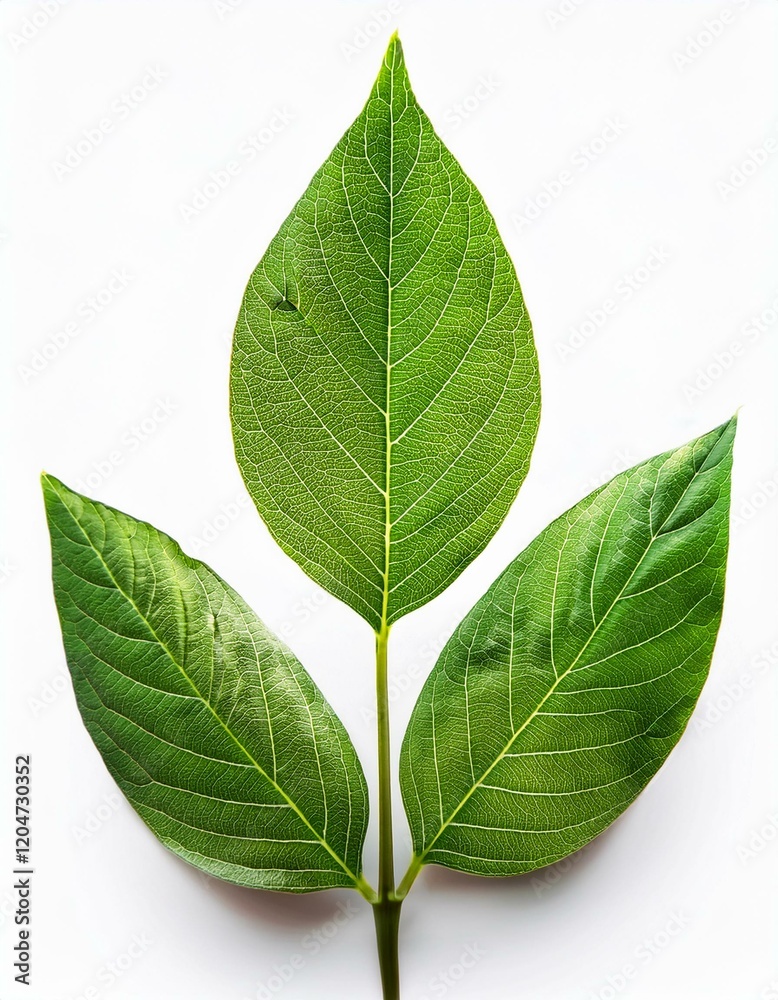 Obraz premium 春の新芽が伸びる若葉のクローズアップ、白い背景が清涼感を引き立てるシンプルなデザイン 