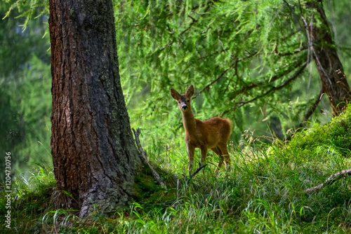 roe deer (Capreolus capreolus) or european roe in the wild in its natural habitat, alpine forest, east tyrol, Austria