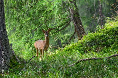 roe deer (Capreolus capreolus) or european roe in the wild in its natural habitat, alpine forest, east tyrol, Austria
