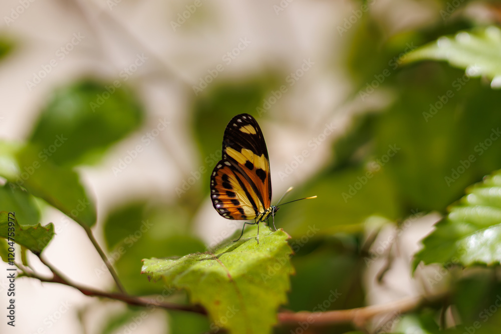 Obraz premium borboleta no borboletario do caldas em Barbalha, CE