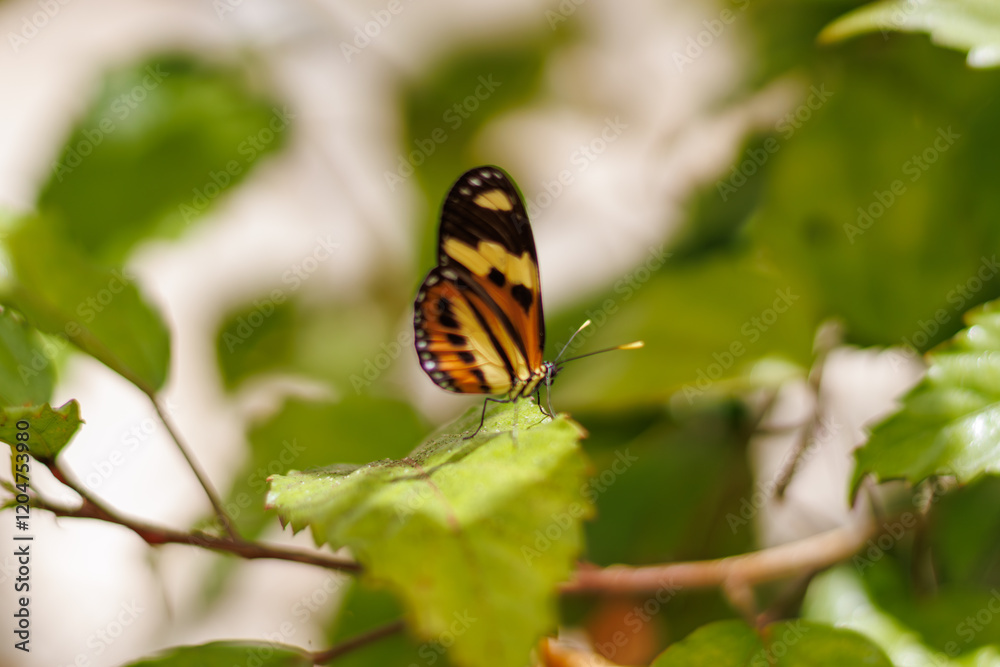 borboleta no borboletario do caldas em Barbalha, CE borboleta no borboletario do caldas em Barbalha, CE