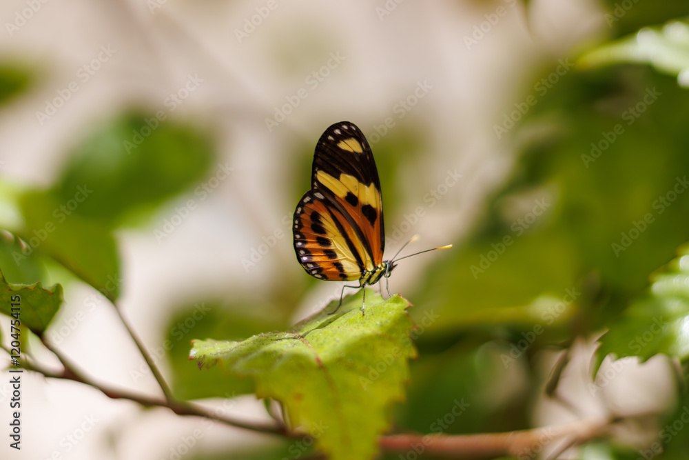 Obraz premium borboleta no borboletario do caldas em Barbalha, CE