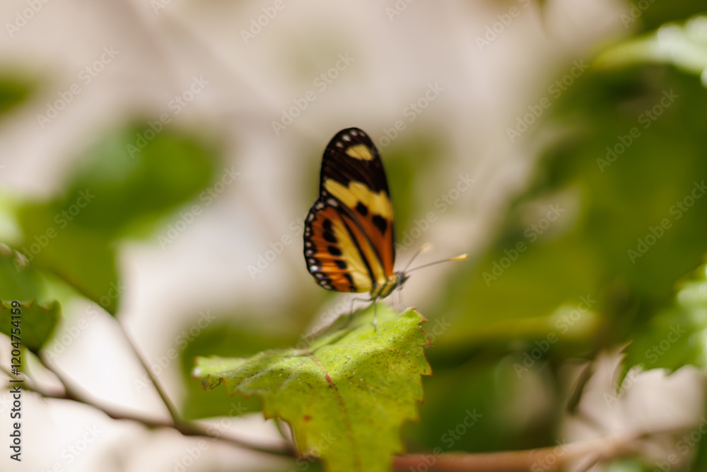 borboleta no borboletario do caldas em Barbalha, CE borboleta no borboletario do caldas em Barbalha, CE