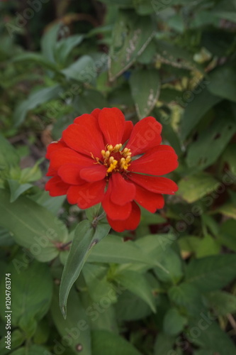 red peruvianzinnia flower on the side of a village  road