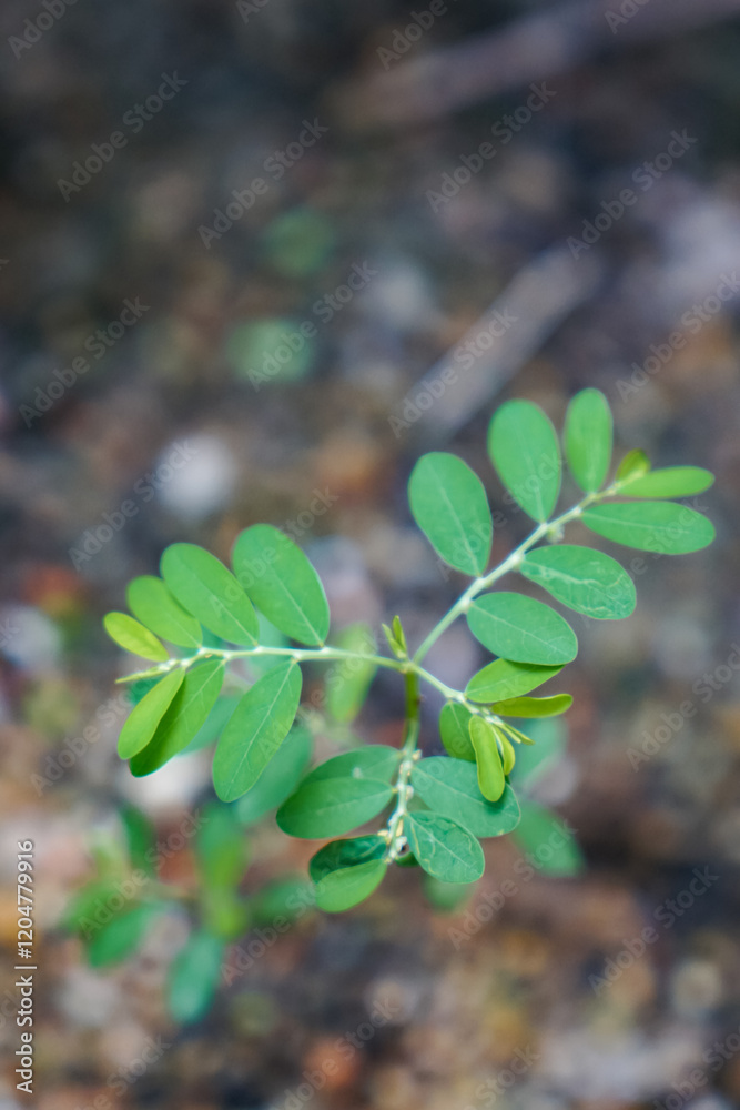 A vibrant green plant with multiple oval-shaped leaves sprouting from a central stem, captured in sharp focus against a blurred natural background. A vibrant green plant with multiple oval-shaped leaves sprouting from a central stem, captured in sharp focus against a blurred natural background.