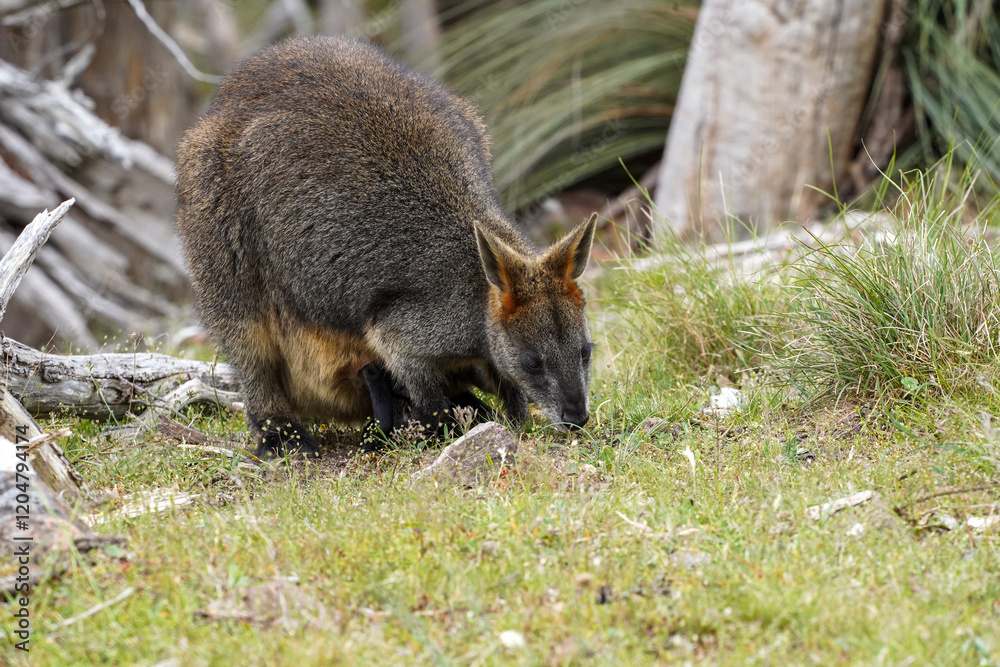 Wild Wallaby Grazing on Grass in a Natural Forest Clearing Wild Wallaby Grazing on Grass in a Natural Forest Clearing