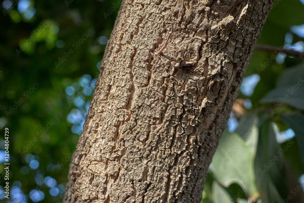 Close-up of textured tree bark against a blurred green background. Natural detail and organic texture. Close-up of textured tree bark against a blurred green background. Natural detail and organic texture.