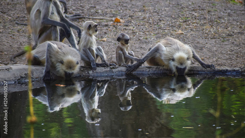 Photography Wildlife of Madhya Pradesh