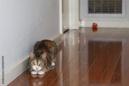 calico cat crouching and playing