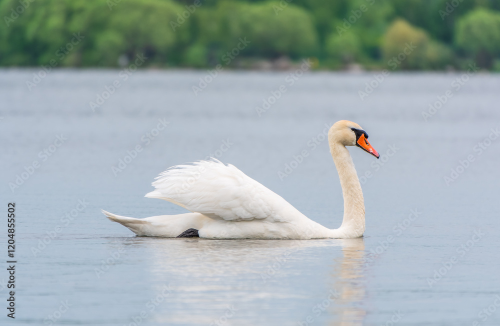 Graceful white Swan swimming in the lake, swans in the wild. Portrait of a white swan swimming on a lake. Graceful white Swan swimming in the lake, swans in the wild. Portrait of a white swan swimming on a lake.