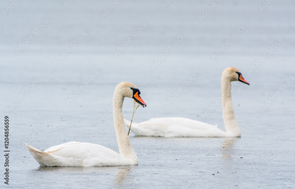 Two Graceful white Swans swimming in the lake, swans in the wild Two Graceful white Swans swimming in the lake, swans in the wild