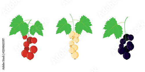 Bunch of black red white currant. Fresh ripe berry fruit. Summer garden harvest. Healthy vegan organic vitamin food. Tea jam dessert ingredient. Element for design