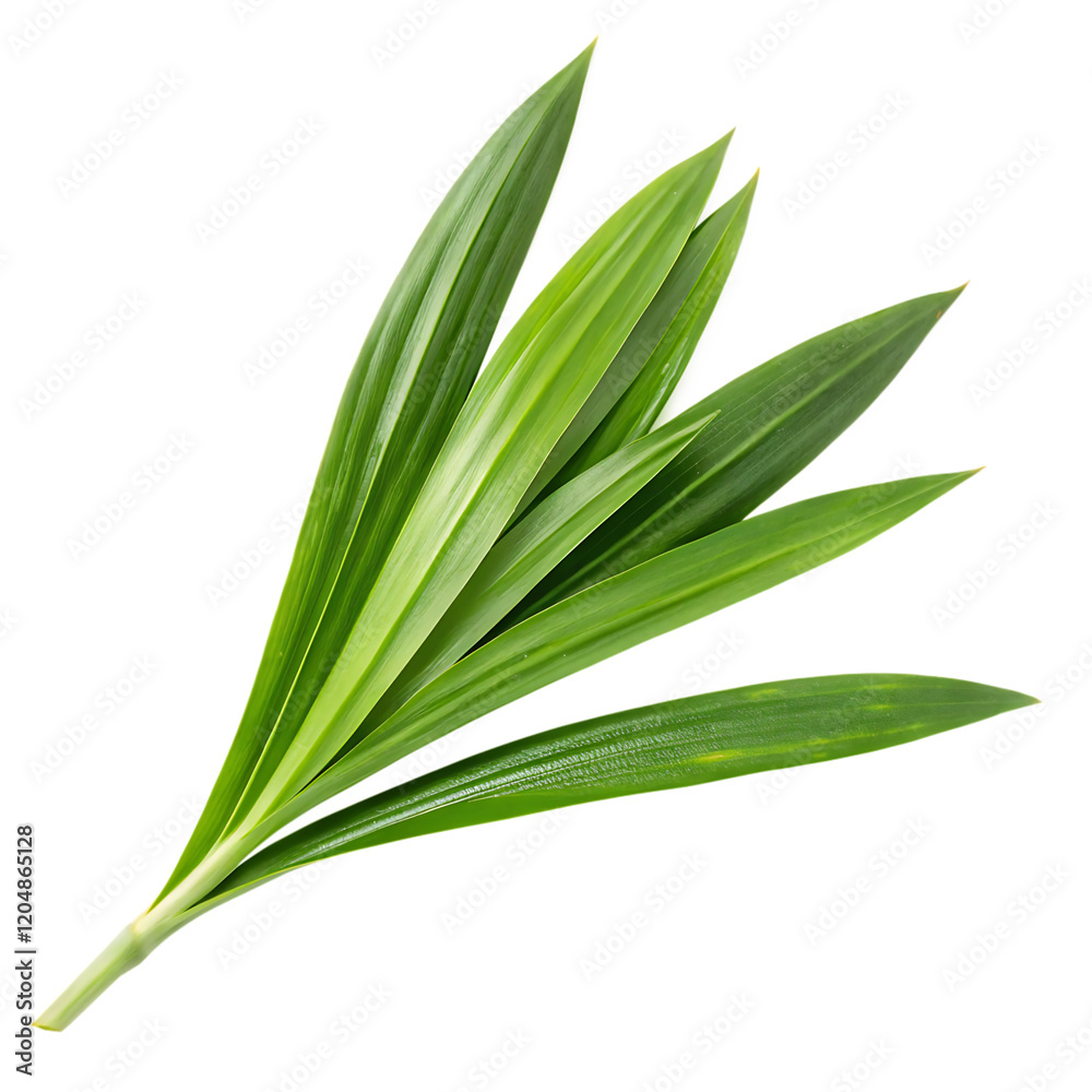 Pandan leaf isolated on transparent background