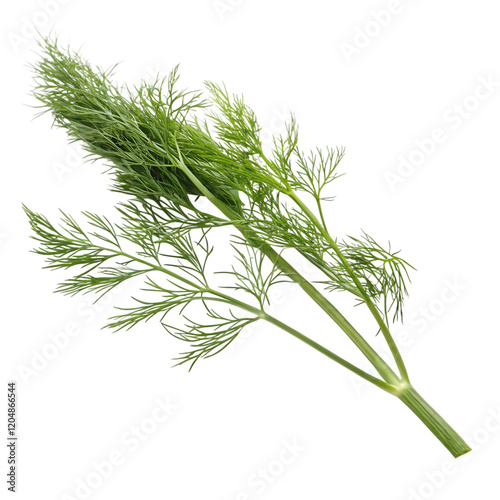 Dill sprig isolated on transparent background photo