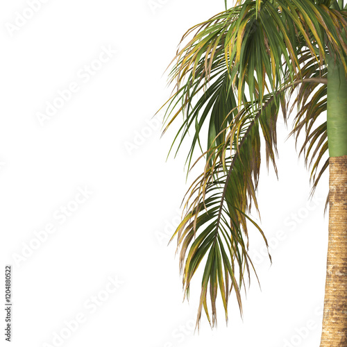 Tropical palm tree leaves isolated on transparent background. palm tree Leaves PNG. Barbel palm tree with a slender and feathery green fronds PNG. transparent palm tree PNG. Acanthophoenix rubra Plant photo