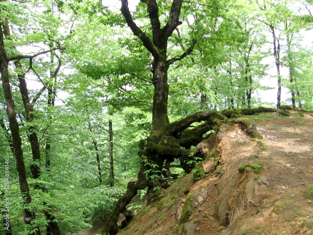 Beautiful natural view from the forest in summer. Azerbaijani forests. Beautiful natural view from the forest in summer. Azerbaijani forests.