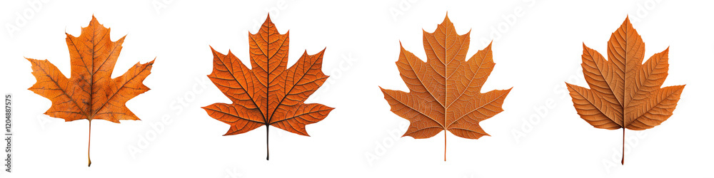 Obraz premium Beautiful Vibrant Maple Leaves in Autumn Foliage Natural Background Colorful Seasonal Nature and Design Element