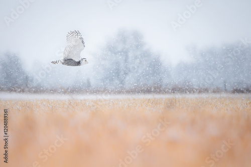 Фотография Snowy Owl in fling in a field while snowing