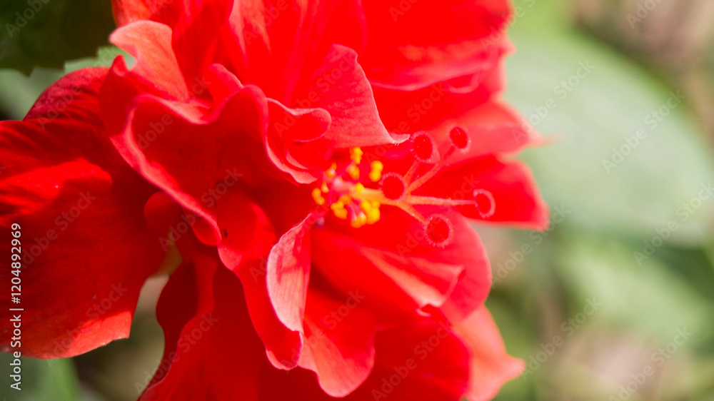 A photograph of a red hibiscus flower. A photograph of a red hibiscus flower.