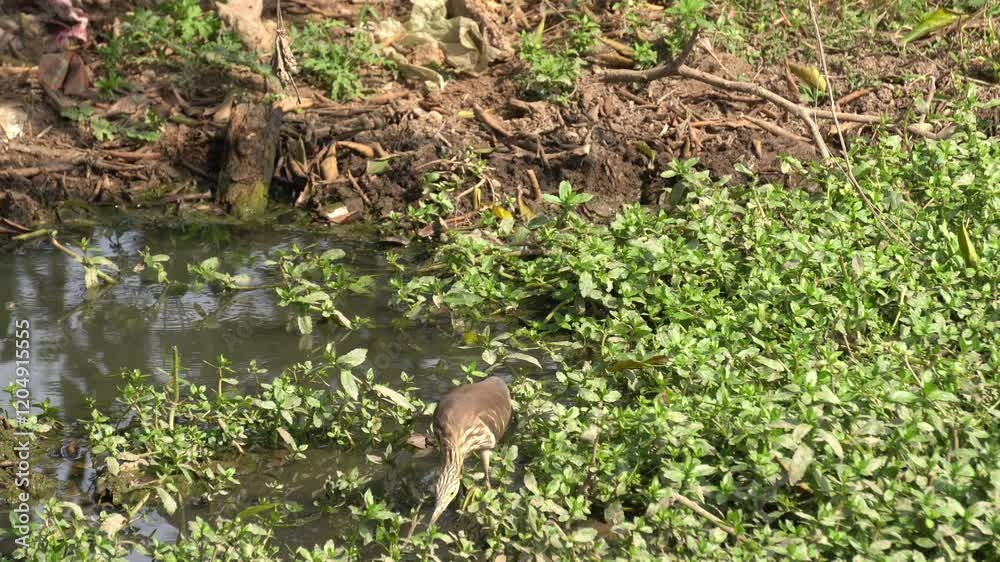 The Indian heron is a medium-sized, long-legged bird with a slender neck, sharp bill, and typically white or grey plumage, often found near water bodies. The Indian heron is a medium-sized, long-legged bird with a slender neck, sharp bill, and typically white or grey plumage, often found near water bodies.
