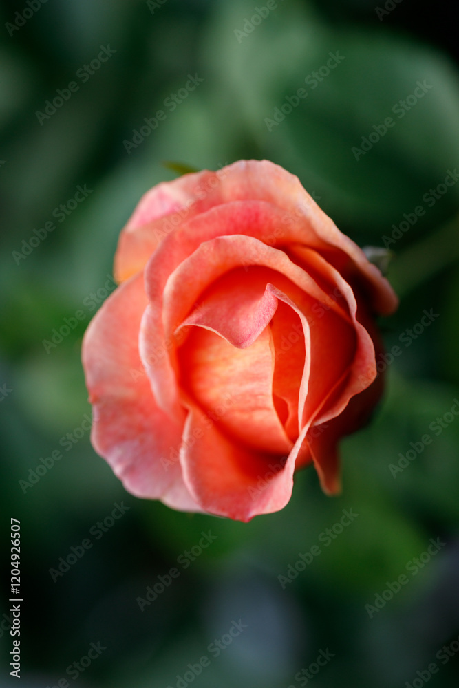 Pink orange beautiful blooming roses in garden, Selective focus. Pink orange beautiful blooming roses in garden, Selective focus.