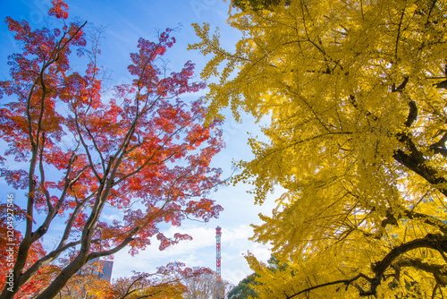 A yellow gingko tree and red maple tree with tower at Hibiya park in Tokyo photo