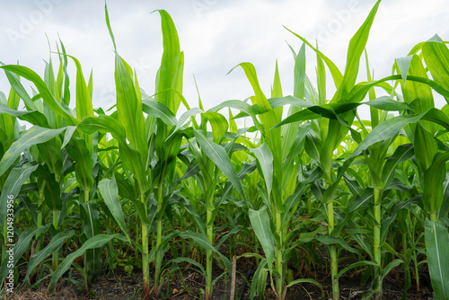 Green Maize Corn Field Plantation in Summer Agricultural Season. Close up of corn on the cob in a field.