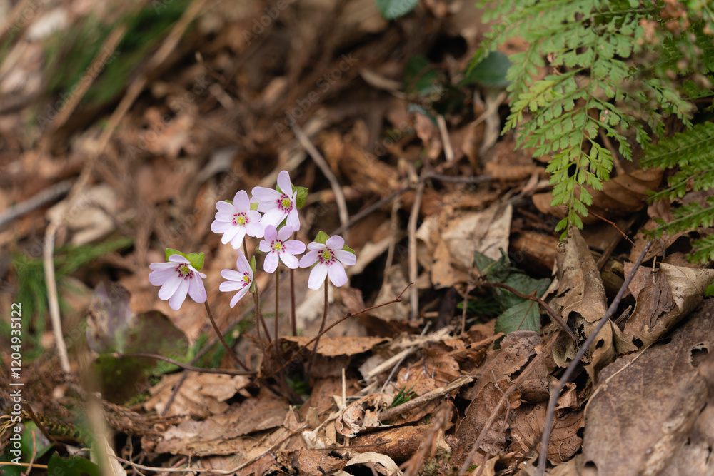 野山に咲く春を彩る雪割草の花 野山に咲く春を彩る雪割草の花