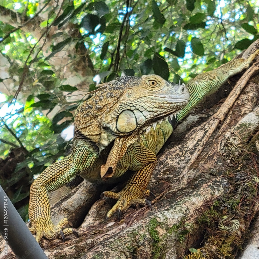 Fototapeta premium Iguana 