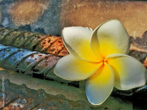 A beautiful white and yellow frangipani flower blooming on a tropical wall photo