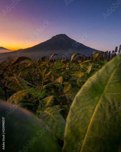 sunrise in posong temanggung indonesia with sumbing mount as background photo
