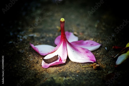 A close-up of pink and yellow flowers with pink and white blooms in a vibrant garden photo