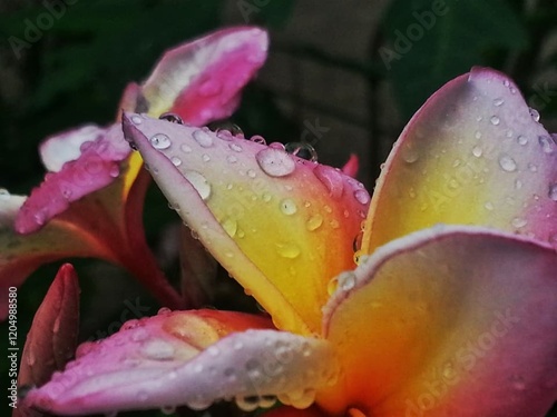 Pink flower with rain drops closeup in a garden during spring photo