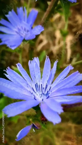 A beautiful blue flower blooming in green grass, surrounded by colorful petals and nature's vibrant hues photo