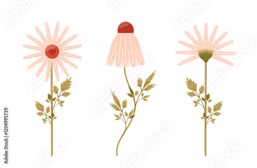 A set of chamomile daisies. The concept of cultivation.