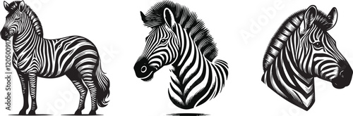 zebra vector