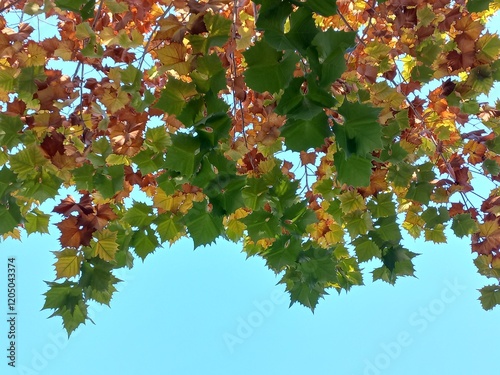 Platanus in November
