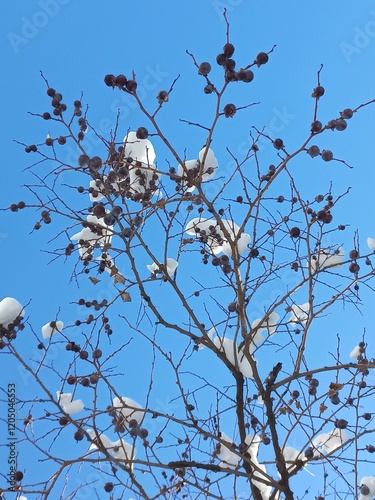 snow falls on a tree