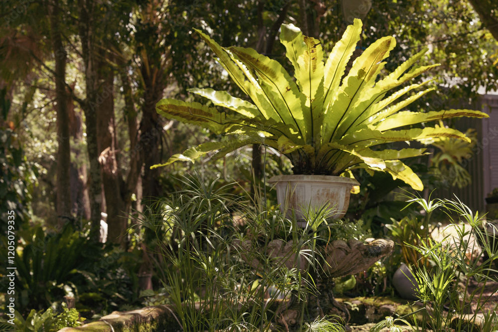 Lush green birds nest fern in tropical garden Lush green birds nest fern in tropical garden