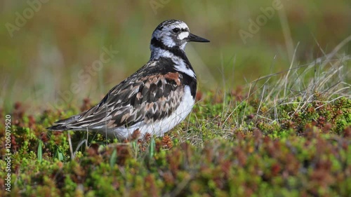 A ruddy turnstone looking for food in the North Scandinavian fells. Looks around and walks away