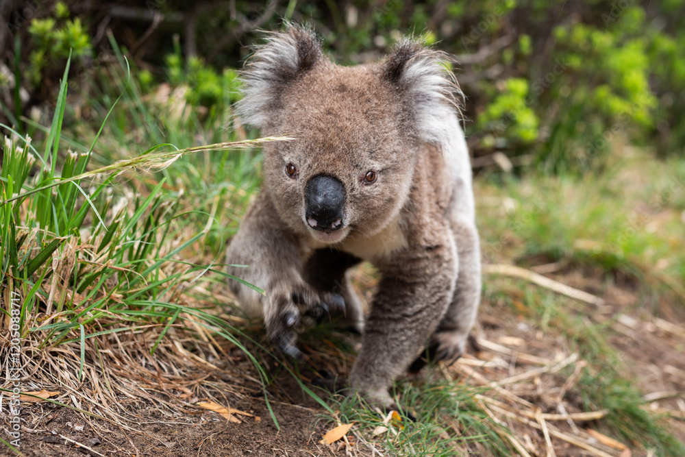 Fototapeta premium koala cute forest face nose wild