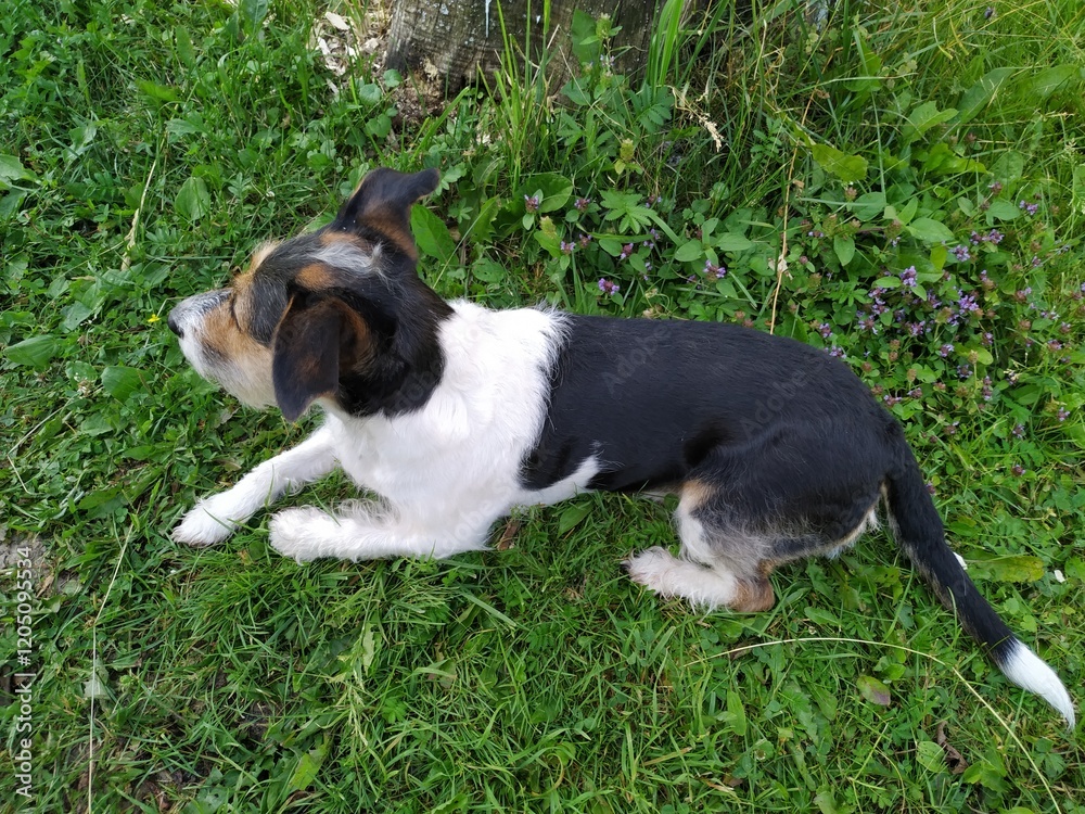 jack russell terrier dog in park looking up ready to play with owner jack russell terrier dog in park looking up ready to play with owner