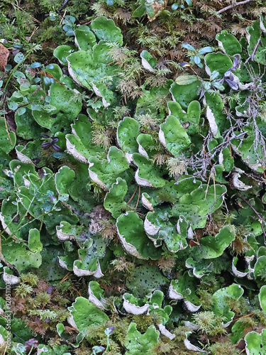 Peltigera aphthosa, commonly known as dog lichen, leafy lichen, felt lichen or common freckle pelt photo