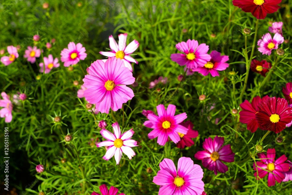 beautiful garden cosmos flower blooming in the garden beautiful garden cosmos flower blooming in the garden